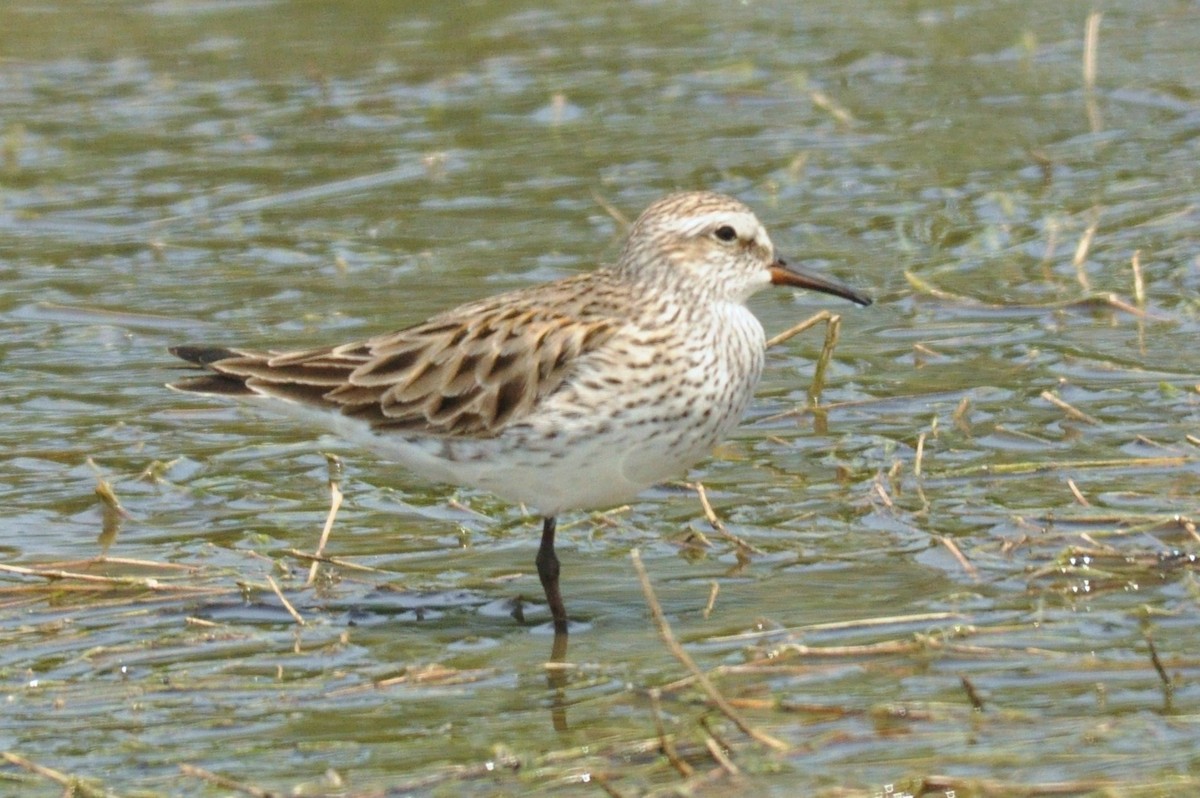 White-rumped Sandpiper - Tommie Rogers