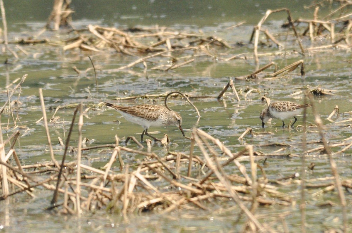 White-rumped Sandpiper - Tommie Rogers