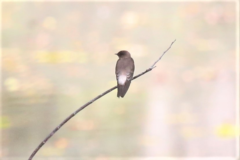 Southern Rough-winged Swallow - Charles Davies