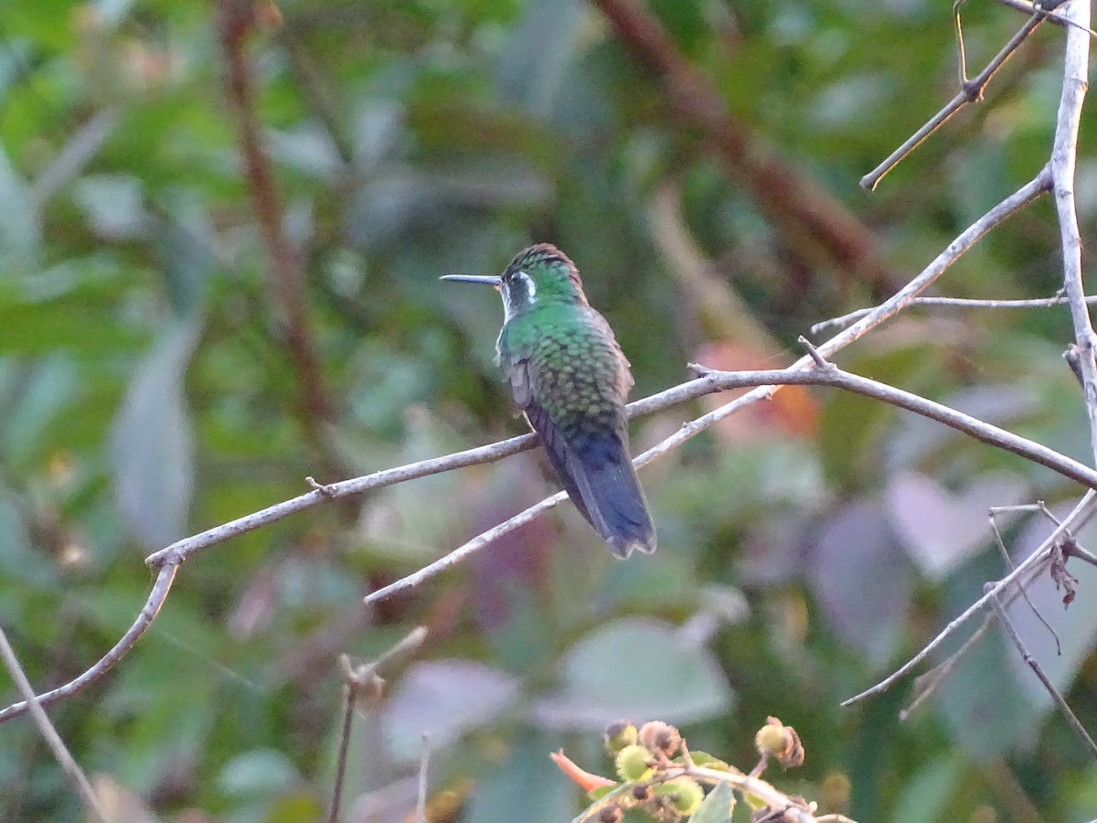 Green-breasted Mountain-gem - ML141787951