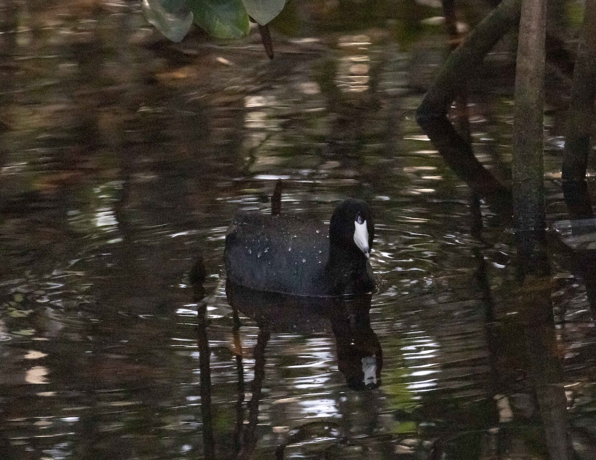 American Coot (Red-shielded) - ML141788301