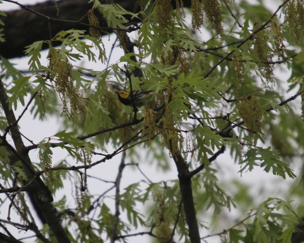 Black-throated Green Warbler - Daniel S.