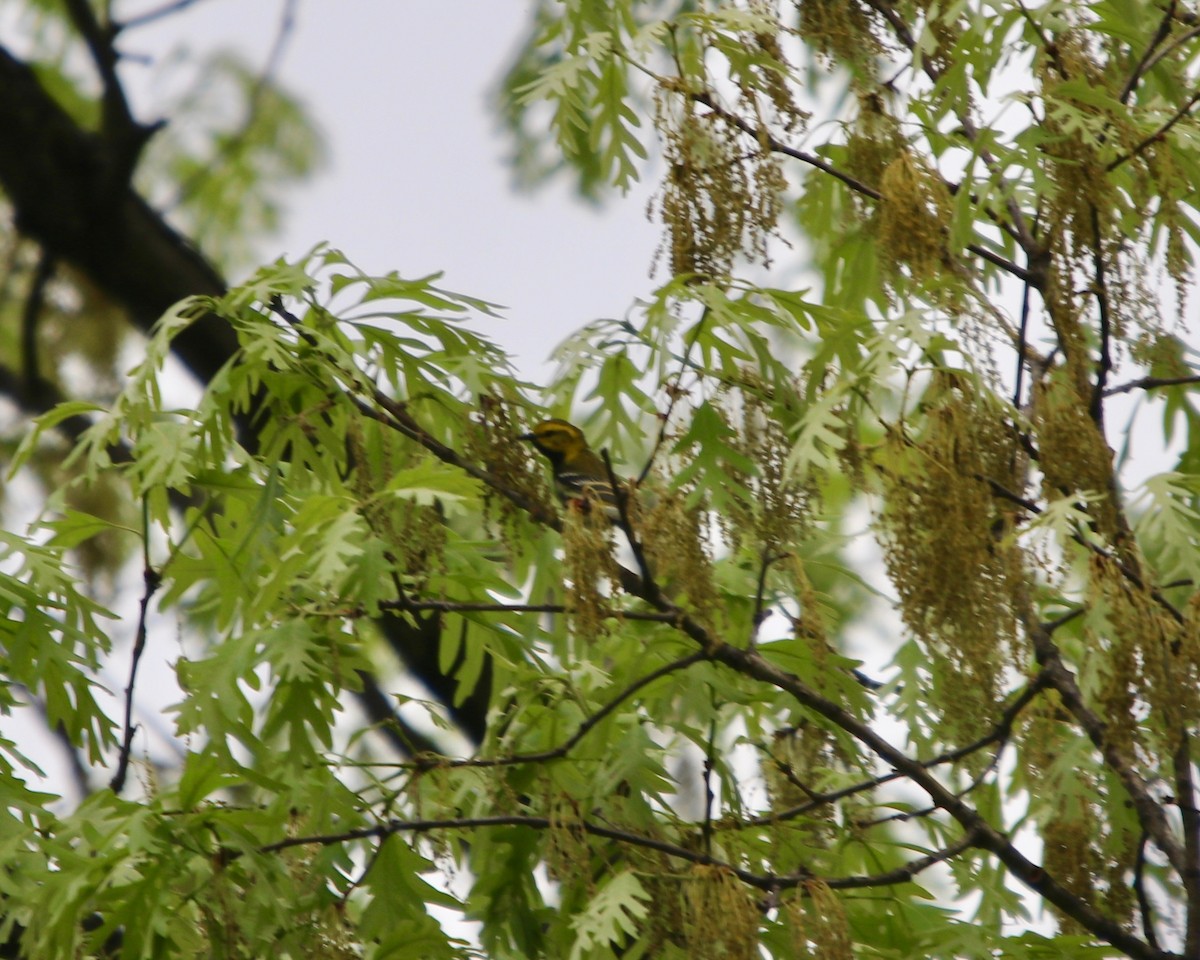 Black-throated Green Warbler - Daniel S.