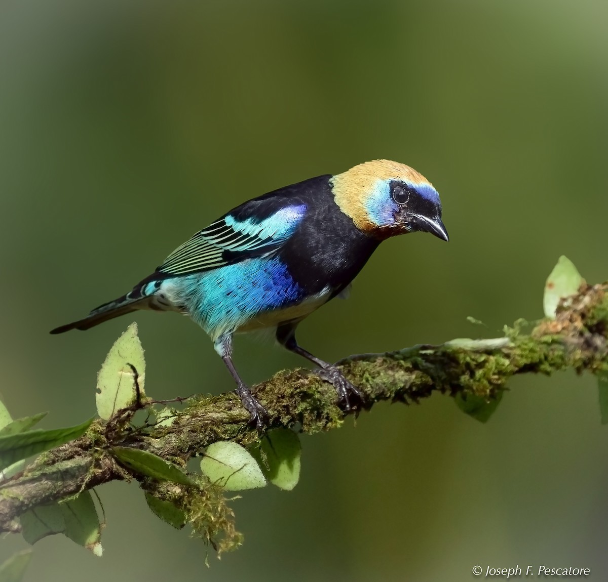 Golden-hooded Tanager - Joseph Pescatore