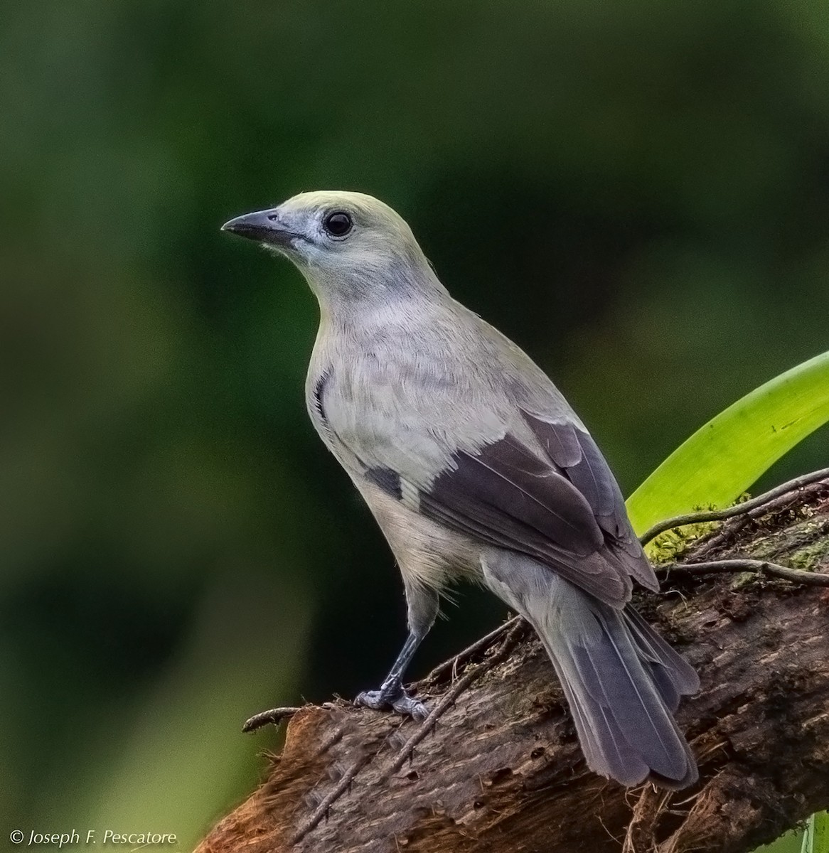Palm Tanager - ML141788681