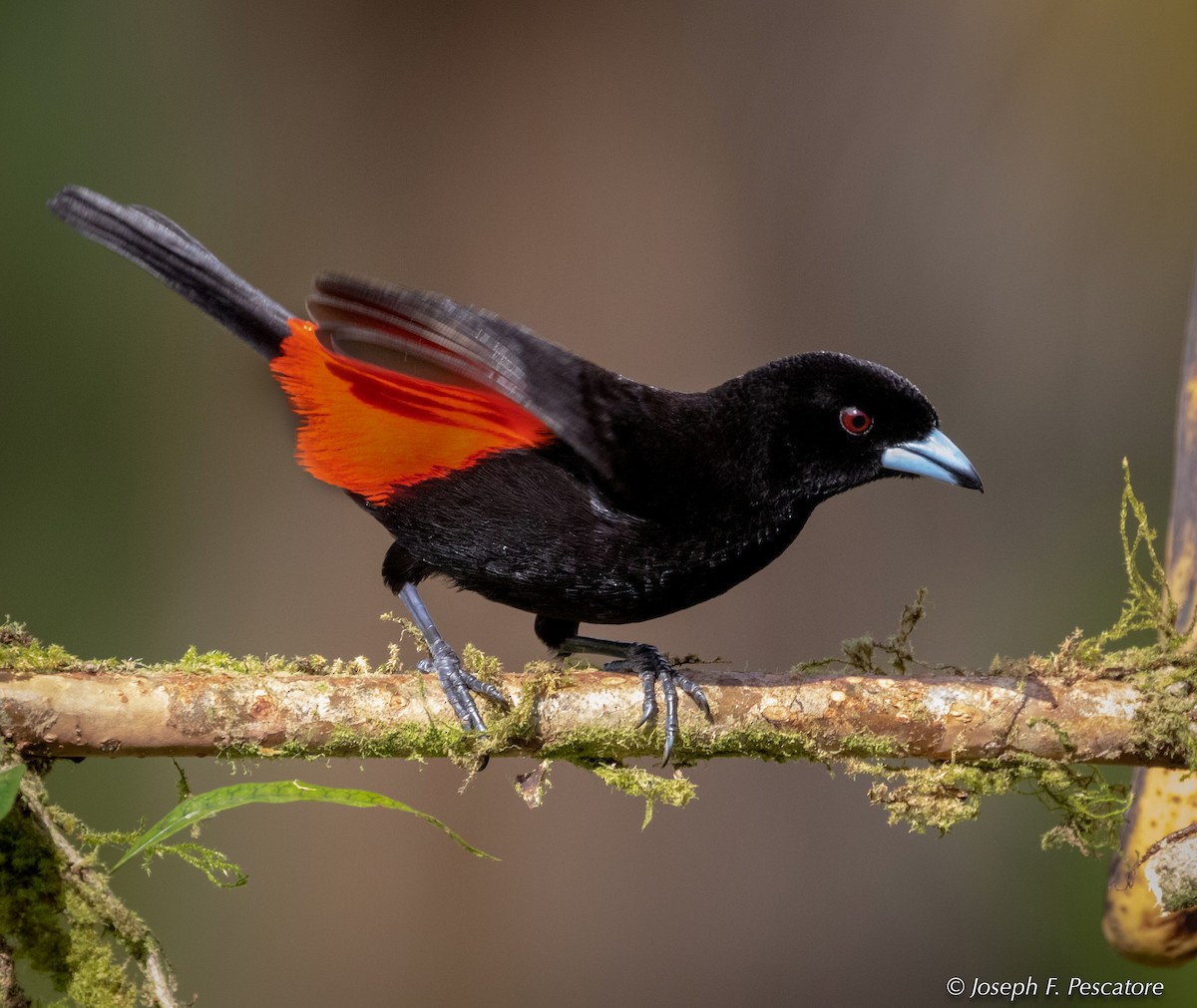 Scarlet-rumped Tanager (Passerini's) - ML141788871