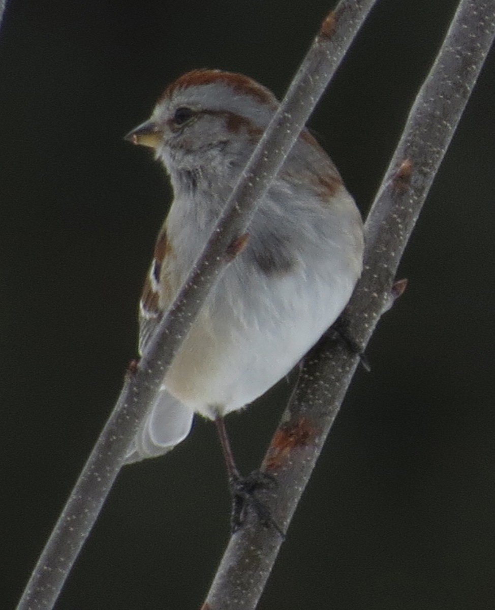 American Tree Sparrow - ML141789251