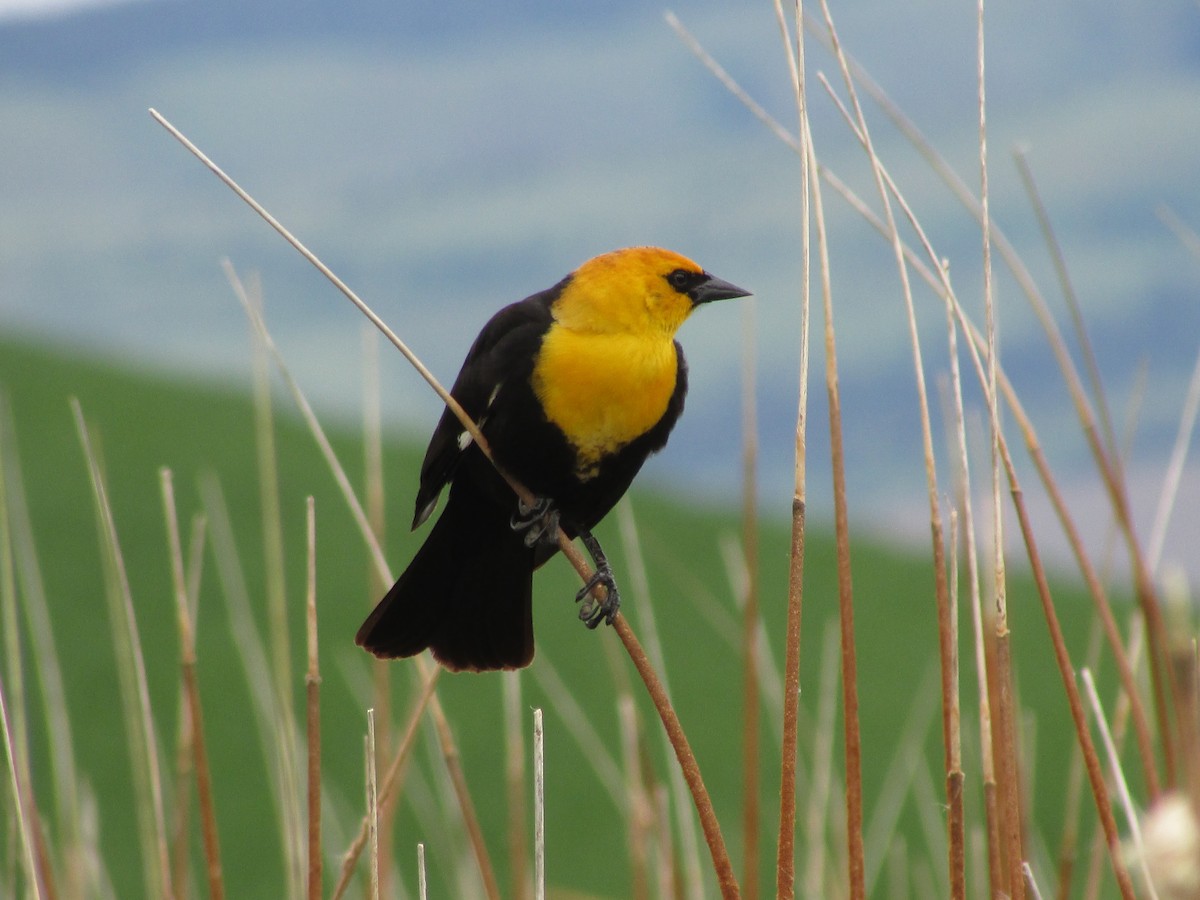 Yellow-headed Blackbird - Robert Sallee