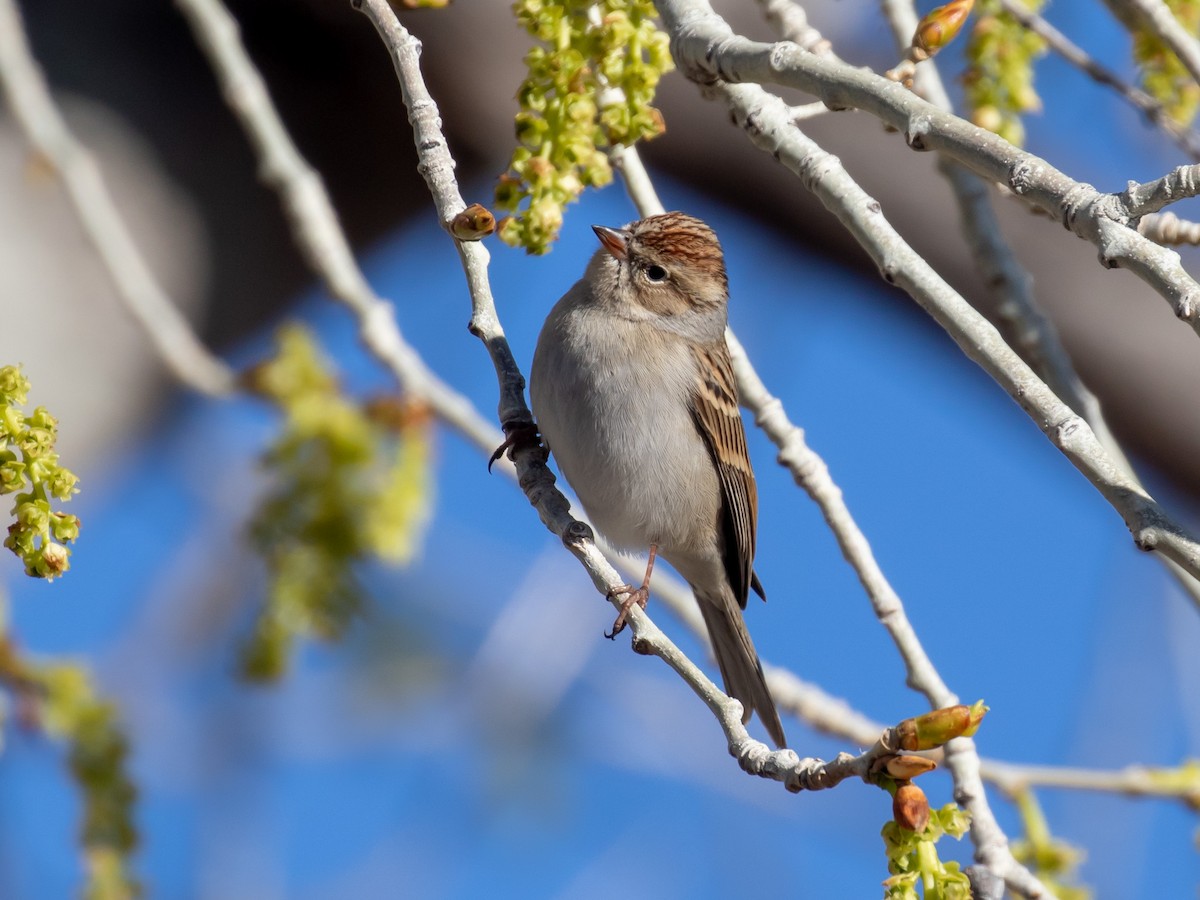 Chipping Sparrow - Bruce Aird