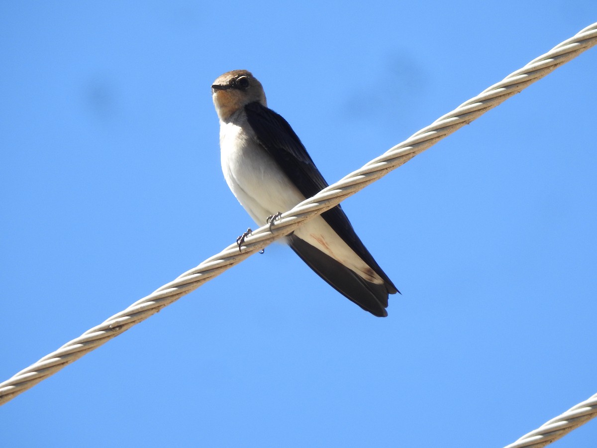 Northern Rough-winged Swallow - Edward Jordan