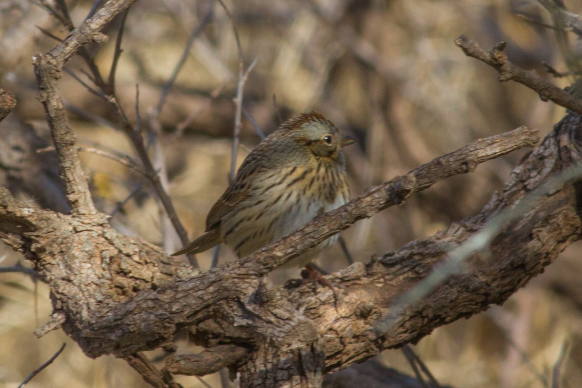 Lincoln's Sparrow - Bill Lupardus