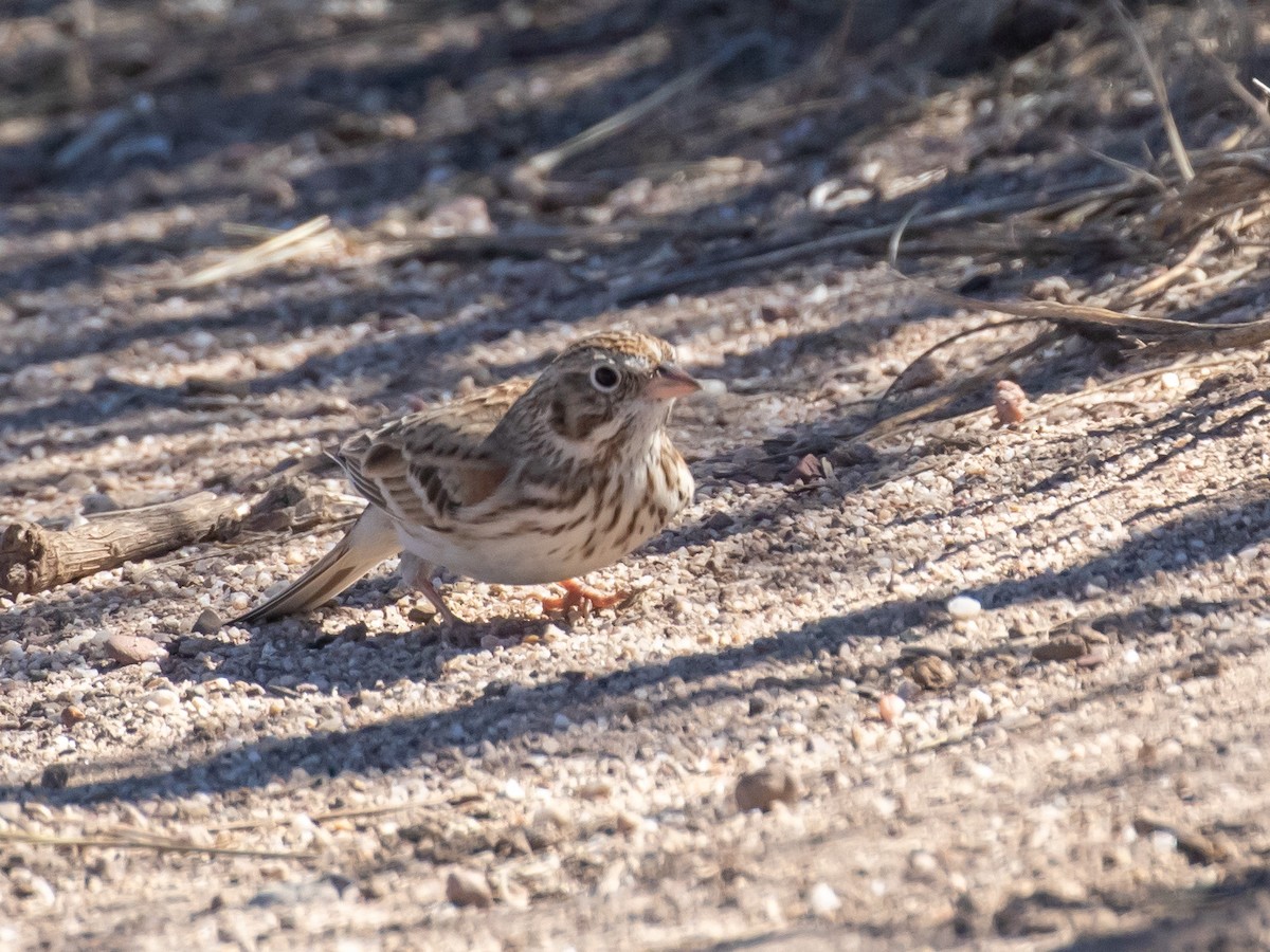 Vesper Sparrow - Bruce Aird