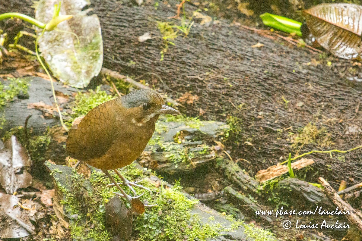 Moustached Antpitta - Louise Auclair