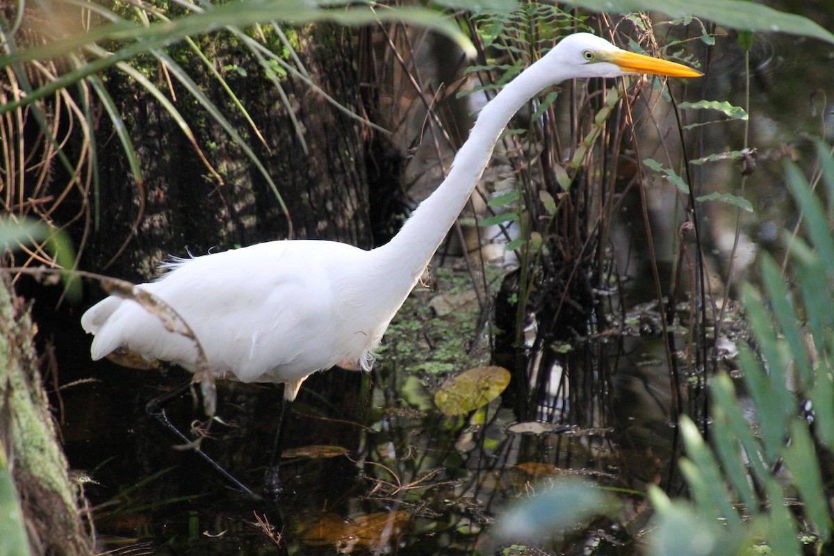 Great Egret - Kelly Siderio