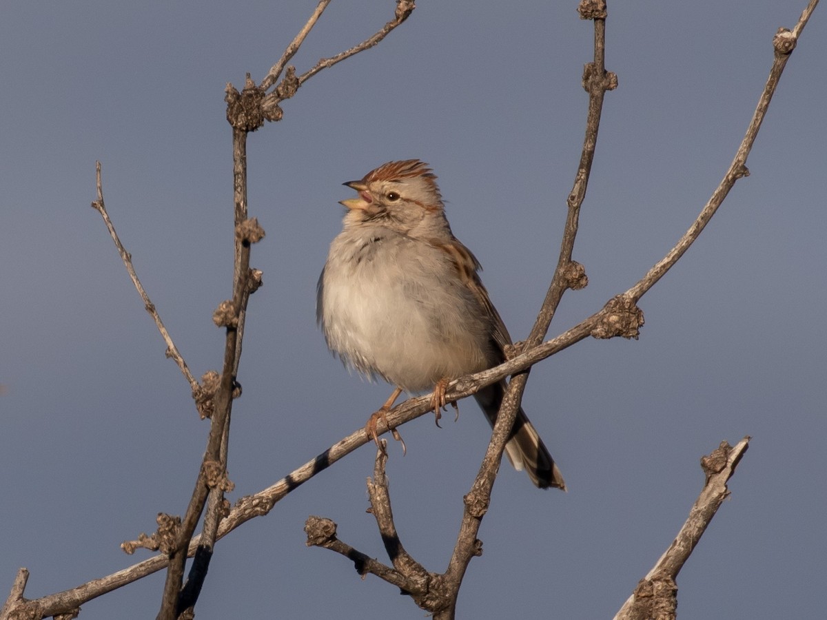 Rufous-winged Sparrow - ML141792991