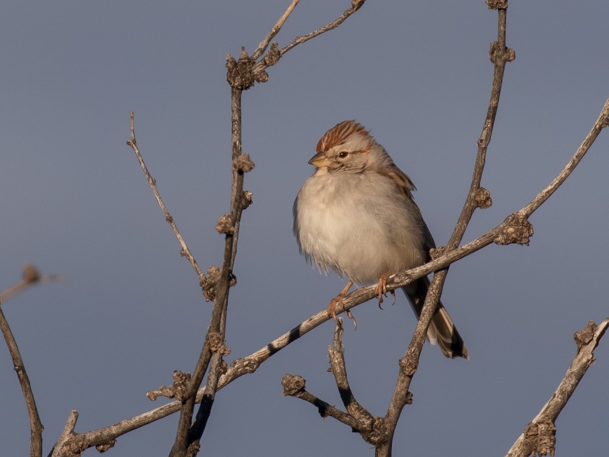 Rufous-winged Sparrow - ML141793001