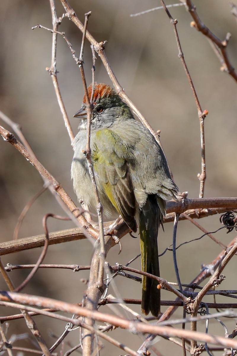 Green-tailed Towhee - Janet  Slover