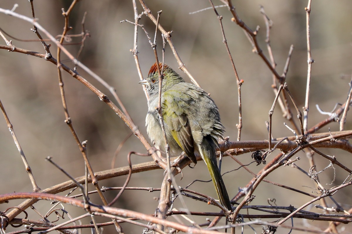 Green-tailed Towhee - Janet  Slover