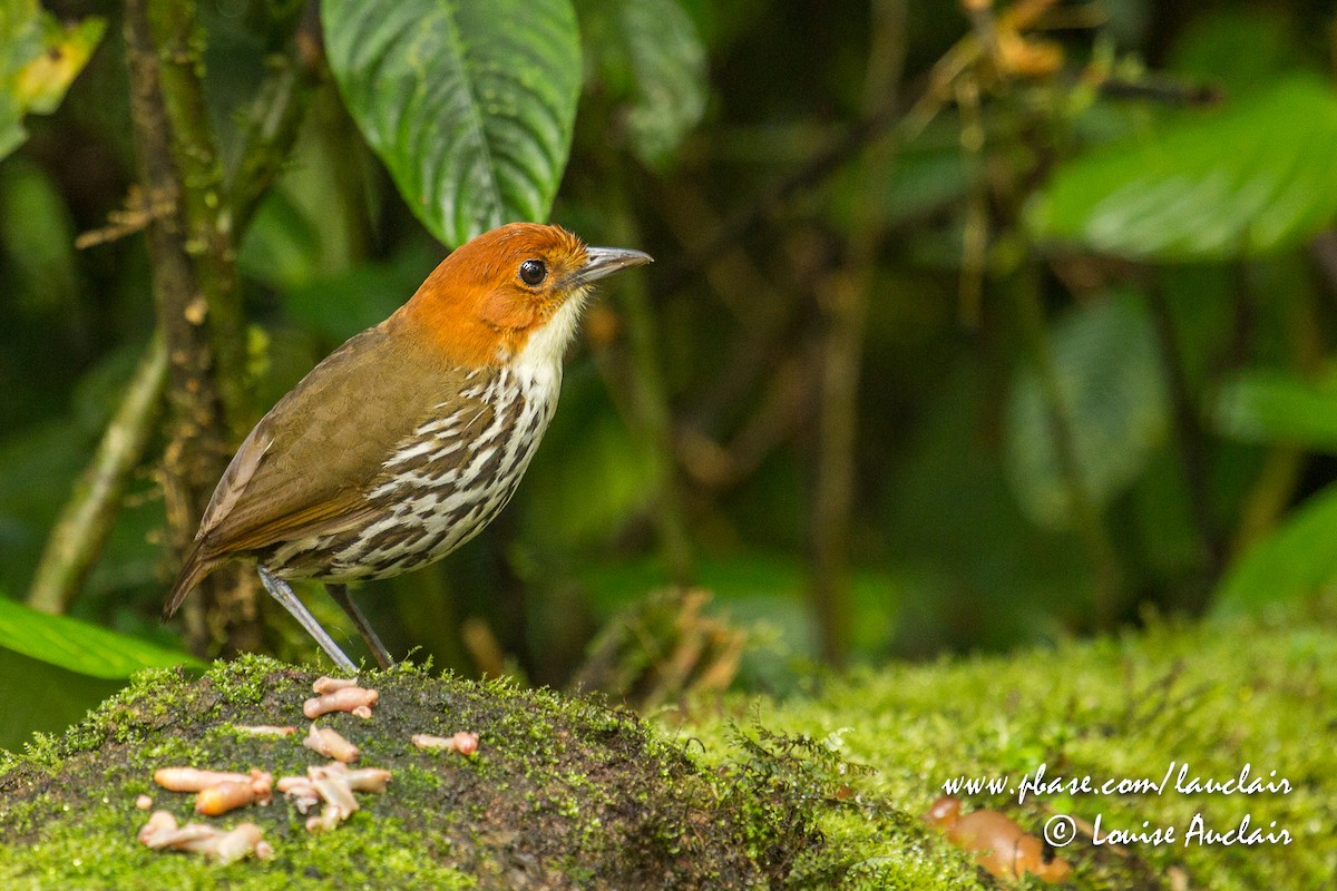 Chestnut-crowned Antpitta - Louise Auclair