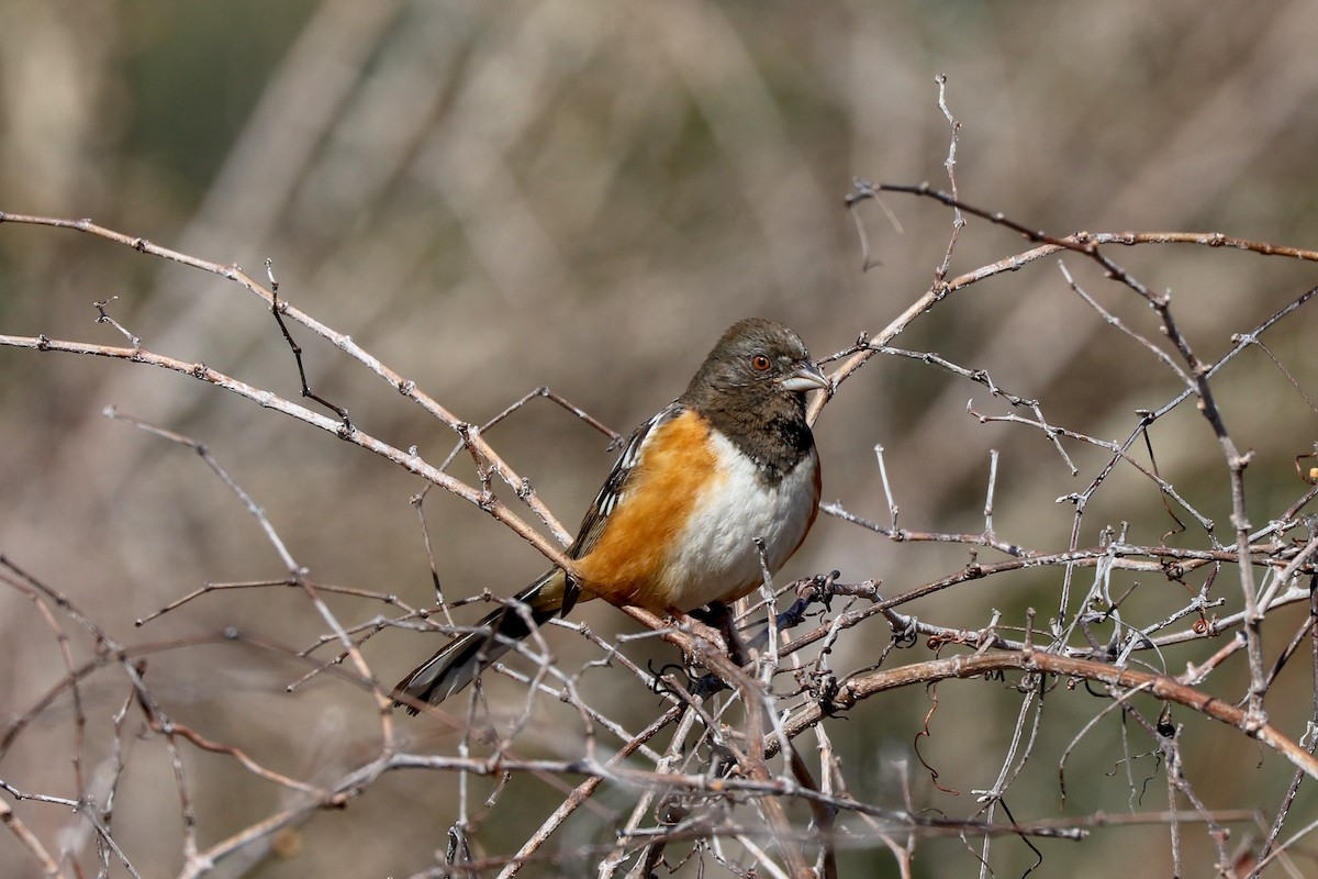 Spotted Towhee - ML141793711