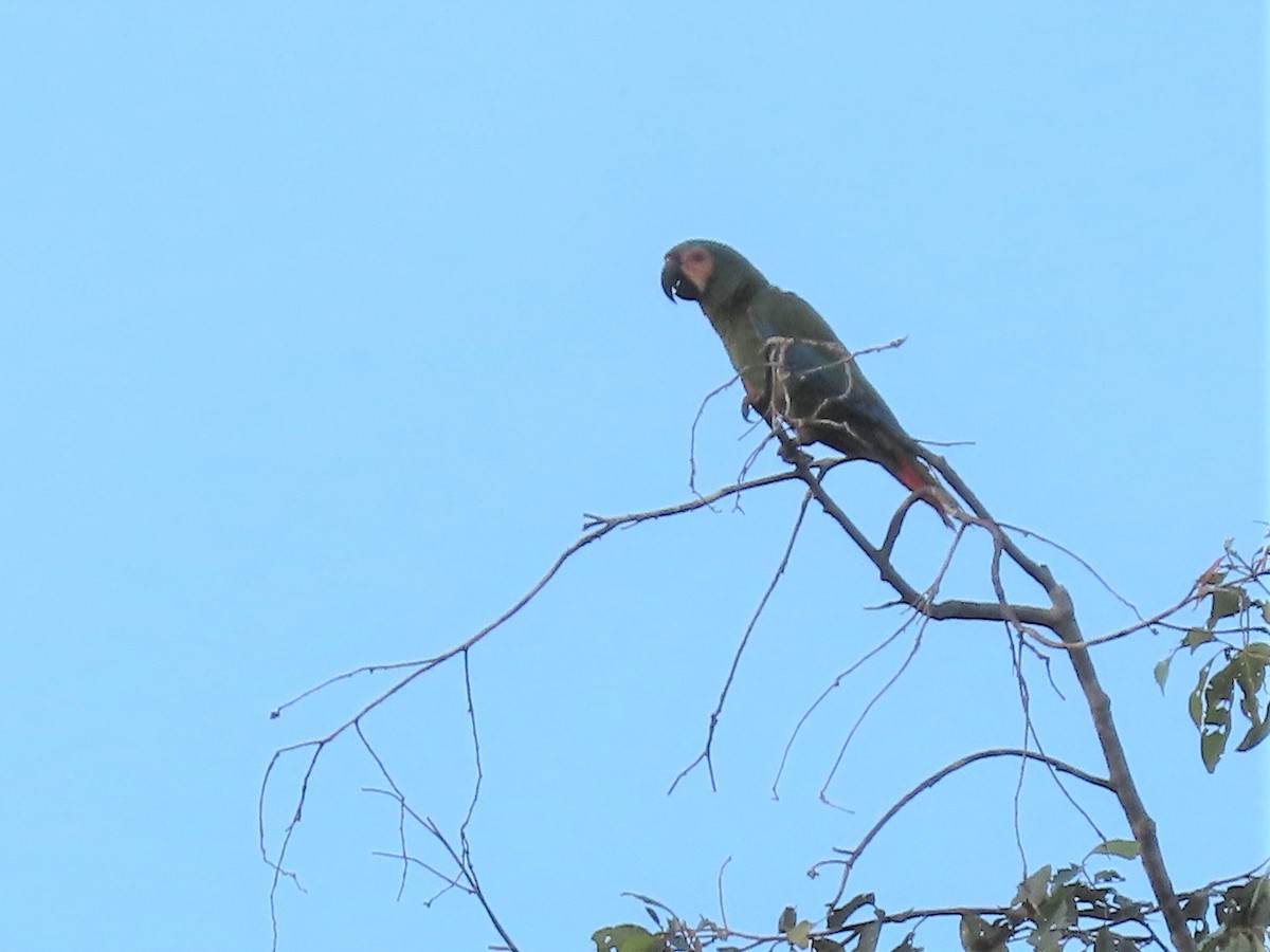 Chestnut-fronted Macaw - Joan Baker