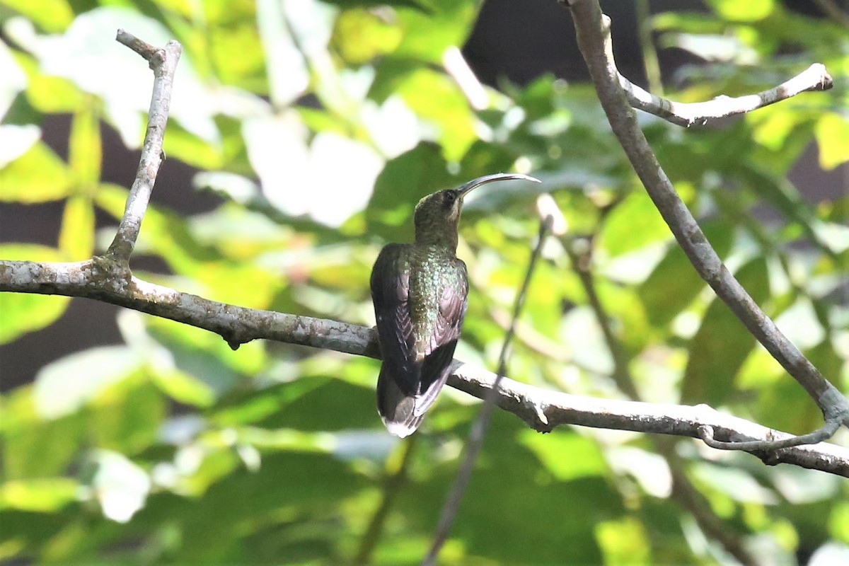 Полосатохвостый колибри-отшельник - ML141794931