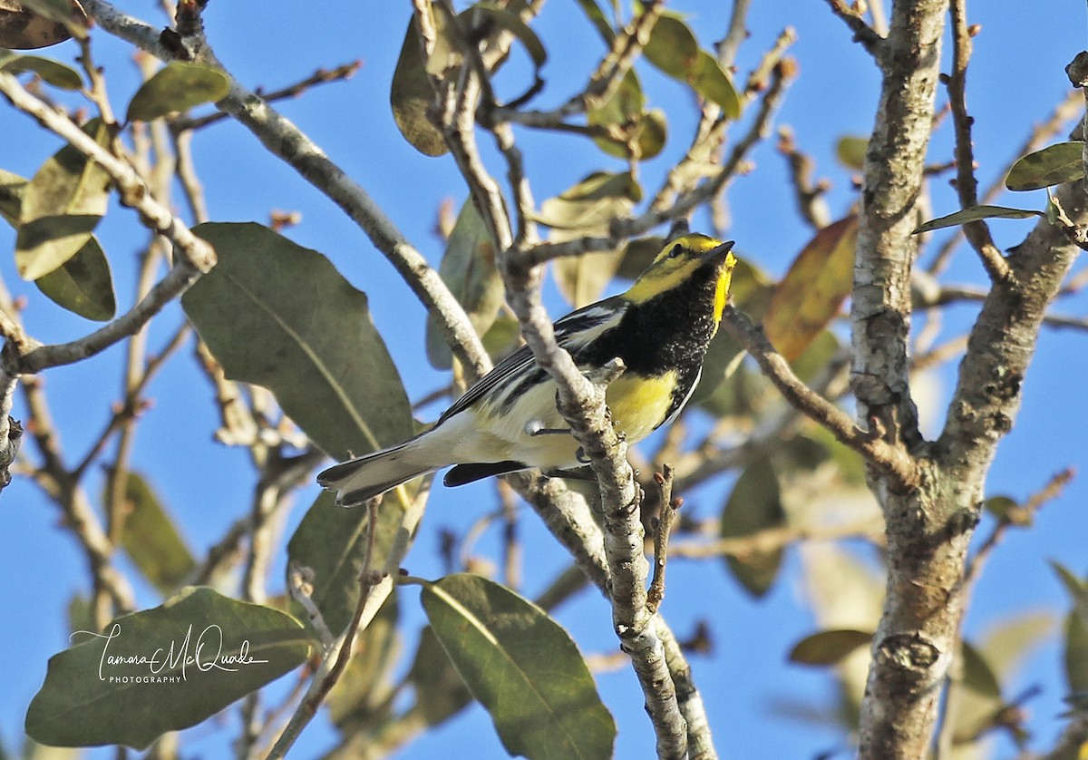 Black-throated Green Warbler - Tammy McQuade
