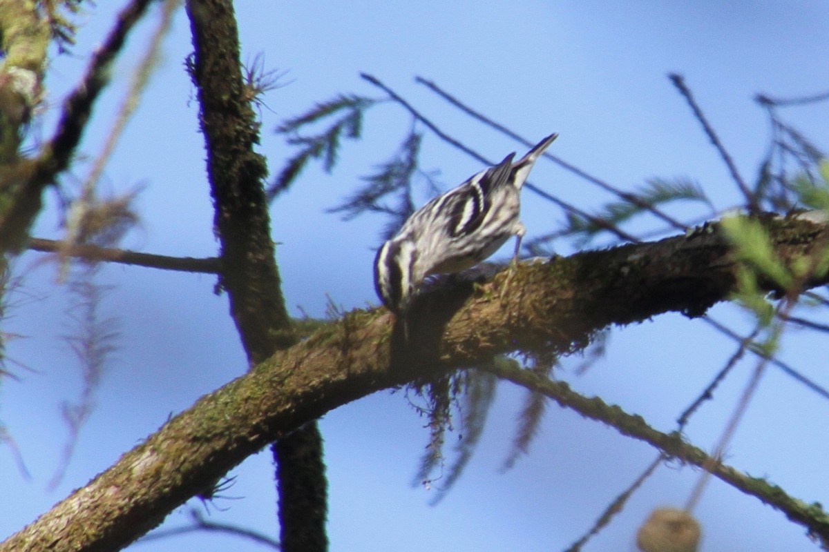 Black-and-white Warbler - Kelly Siderio