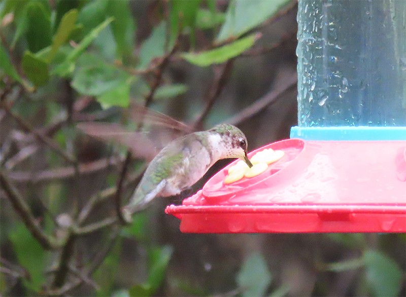 Ruby-throated Hummingbird - ML141796771