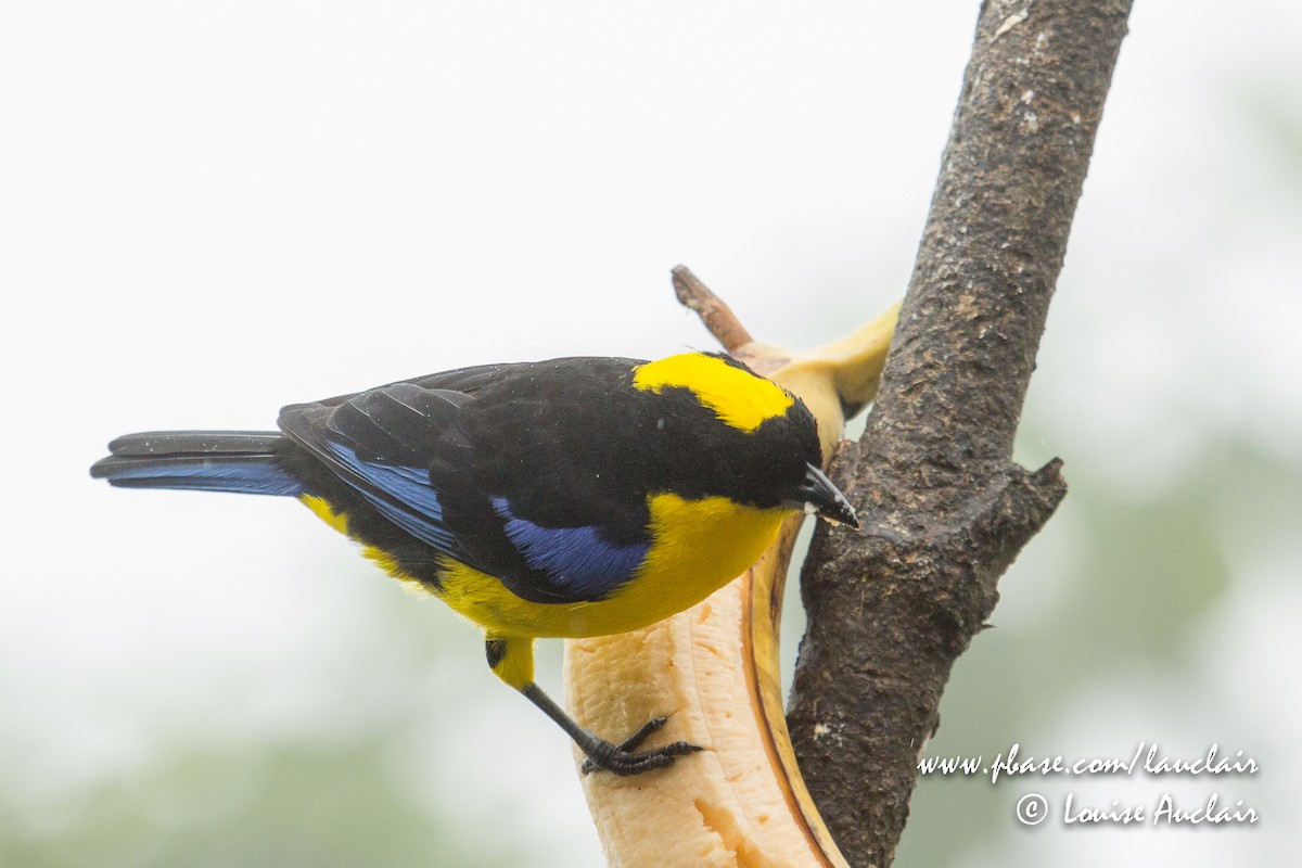 Blue-winged Mountain Tanager - ML141796781