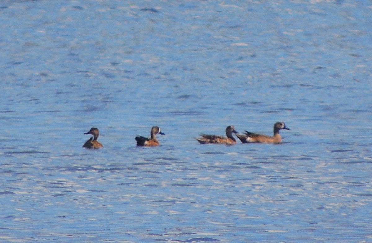 Blue-winged Teal - ML141797551