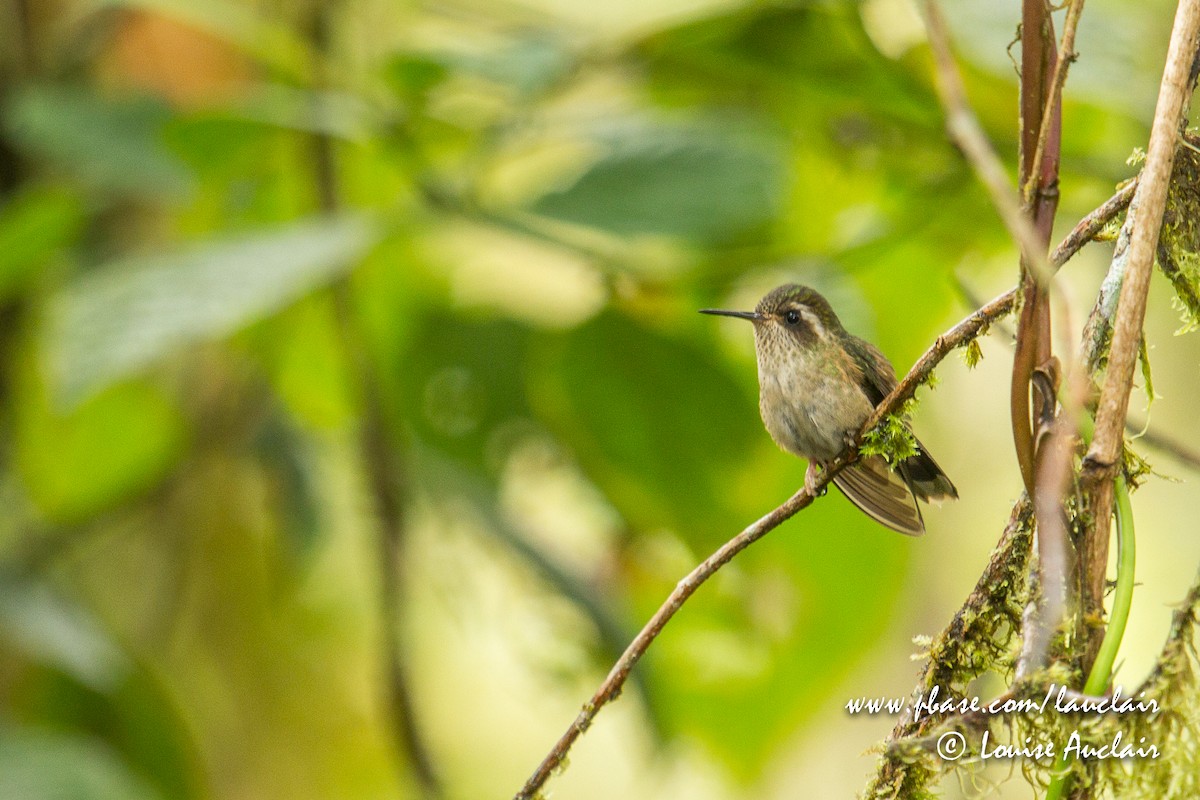 Speckled Hummingbird - Louise Auclair