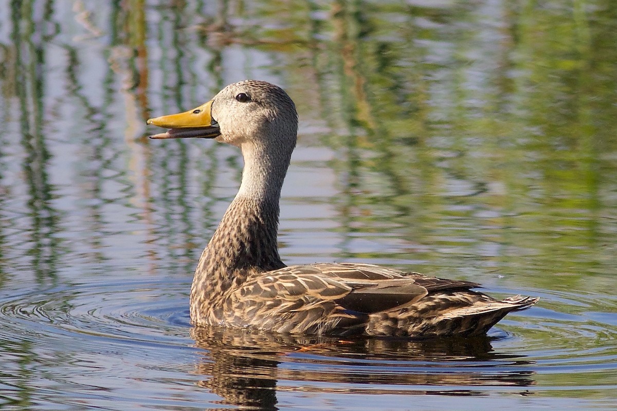 Mottled Duck (Florida) - Gordon Atkins