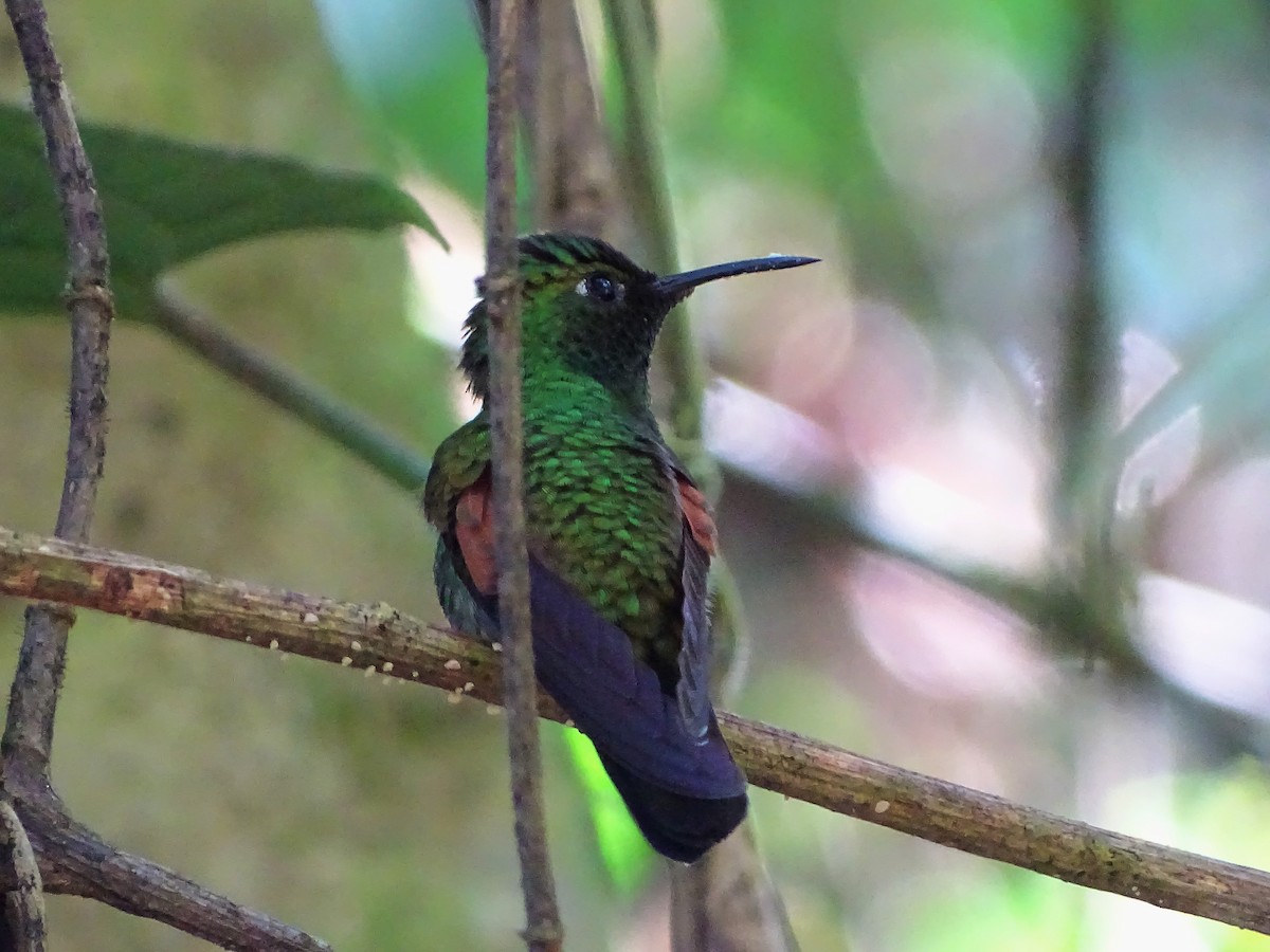 Stripe-tailed Hummingbird - ML141800591
