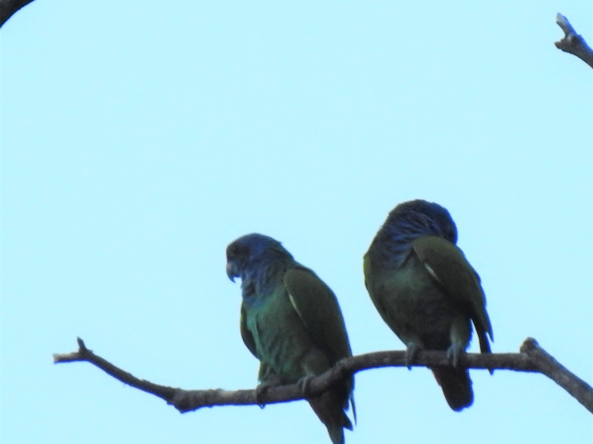 Blue-headed Parrot - Susan Brauning