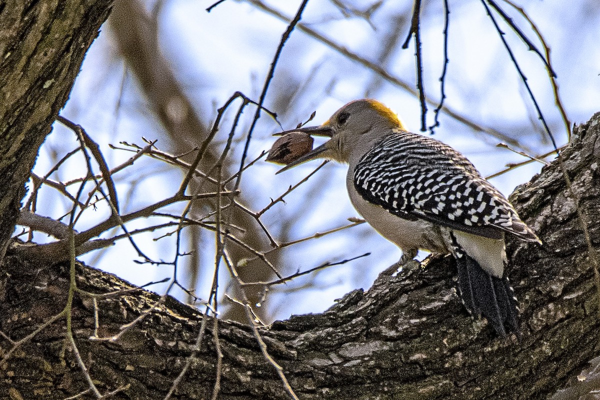 Golden-fronted Woodpecker - Fred Moses