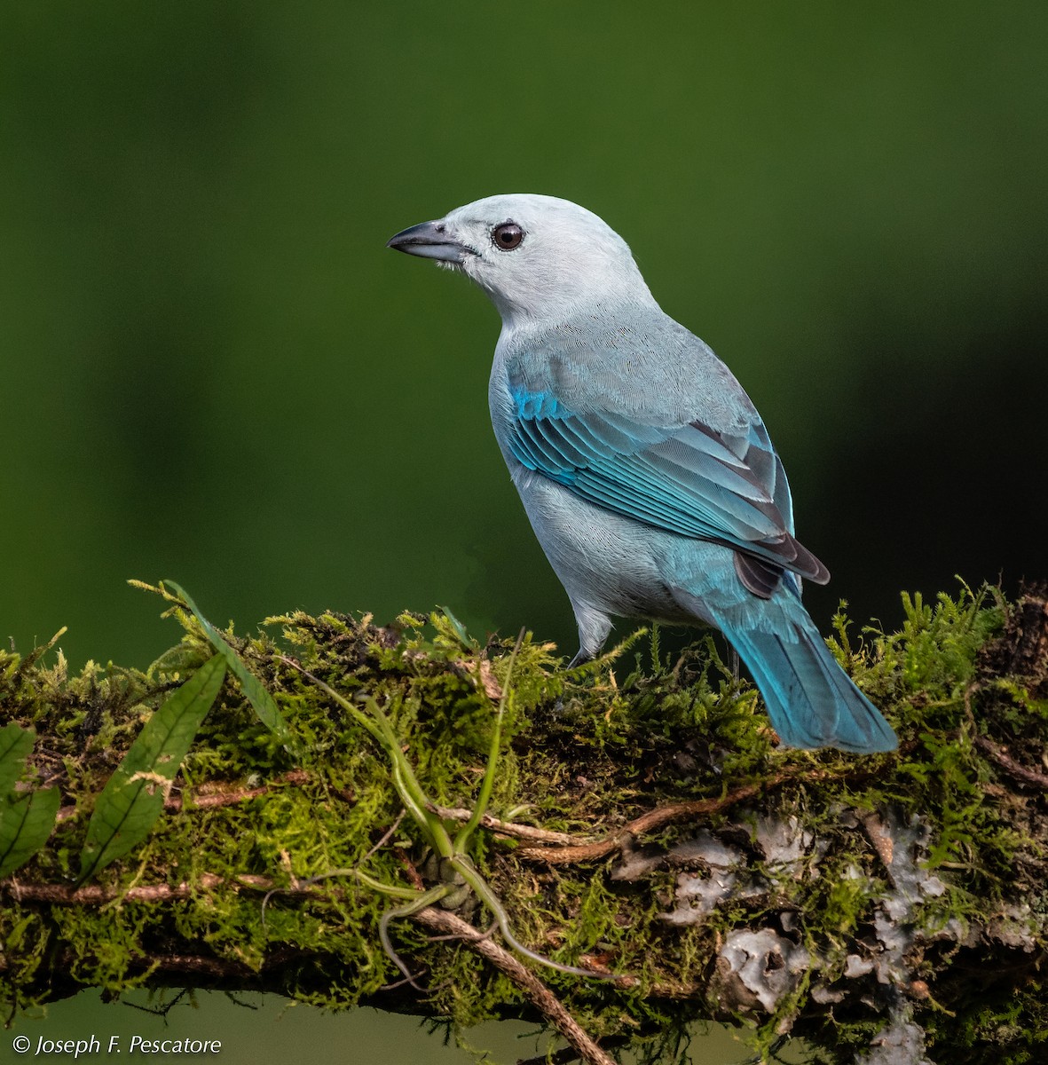 Blue-gray Tanager - ML141802501