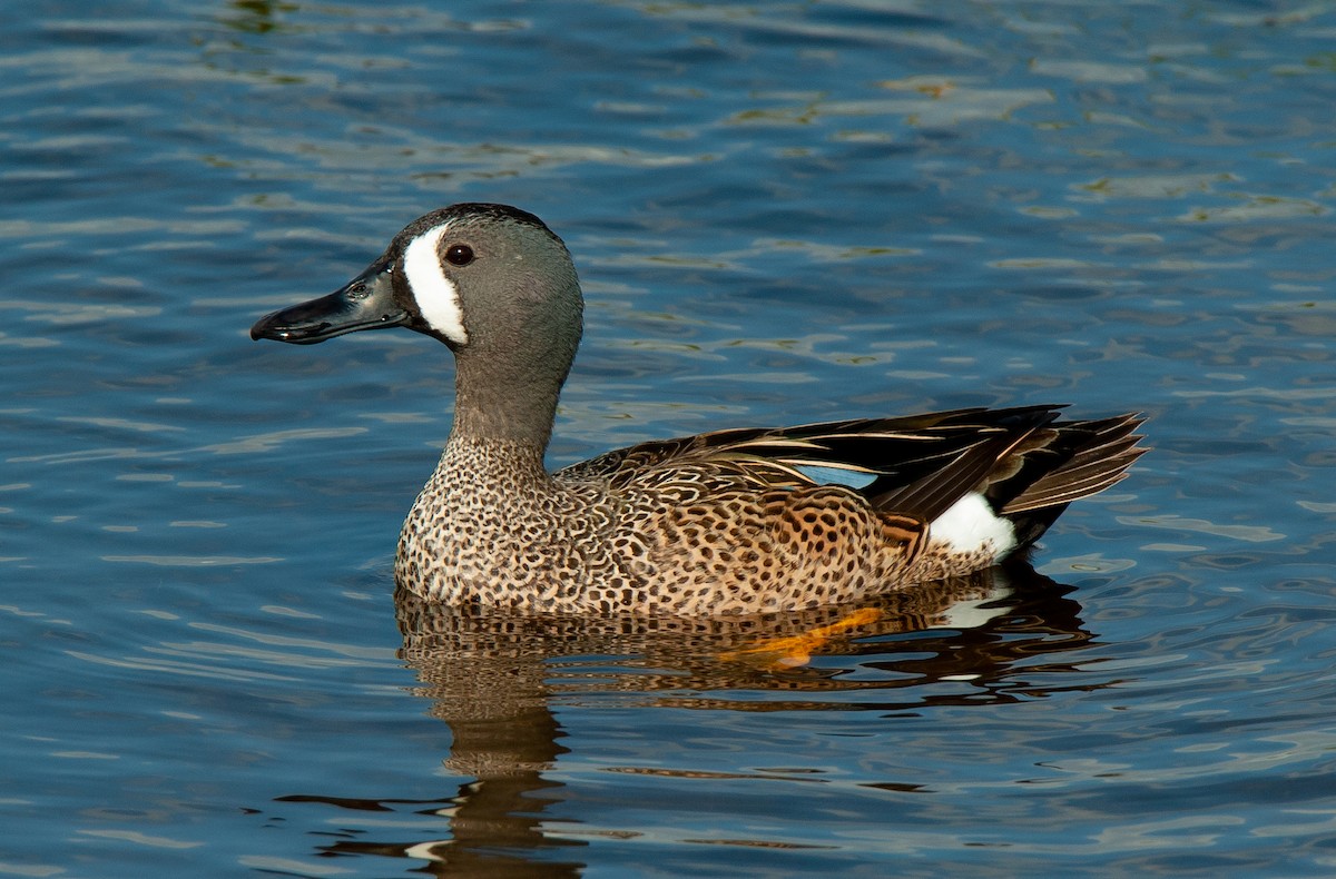 Blue-winged Teal - ML141802731