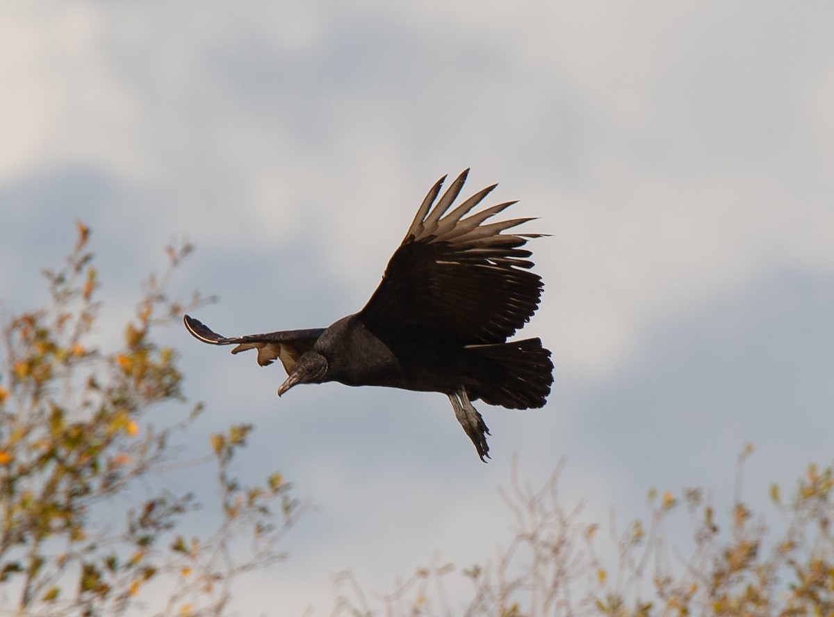 Black Vulture - ML141803141