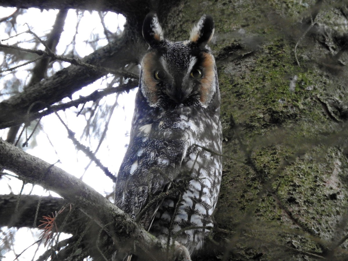 Long-eared Owl - Mark Jennings