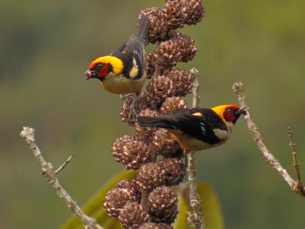 Flame-faced Tanager - ML141807391