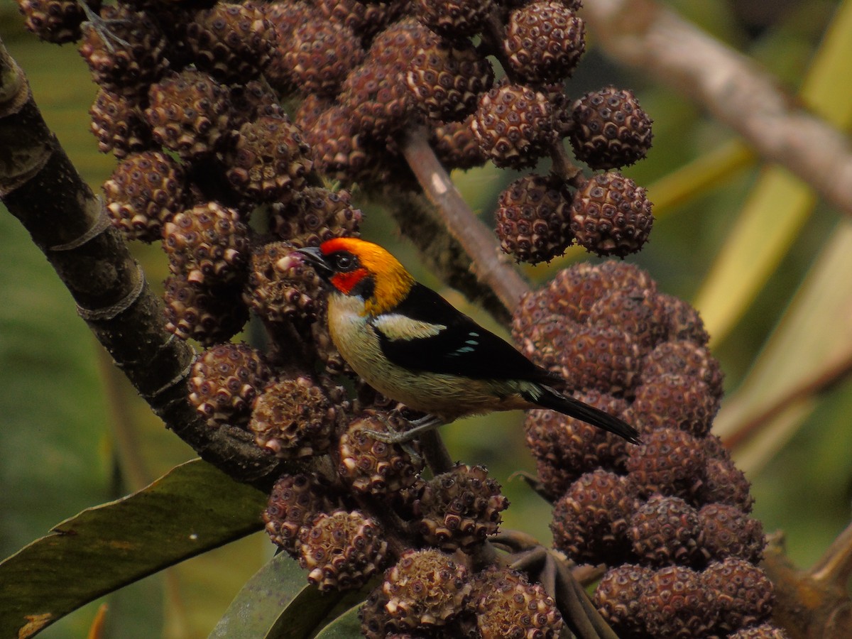 Flame-faced Tanager - Diego Orozco Plaza