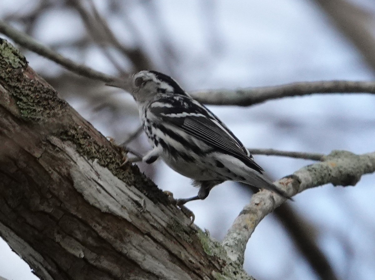 Black-and-white Warbler - Chuck Hignite