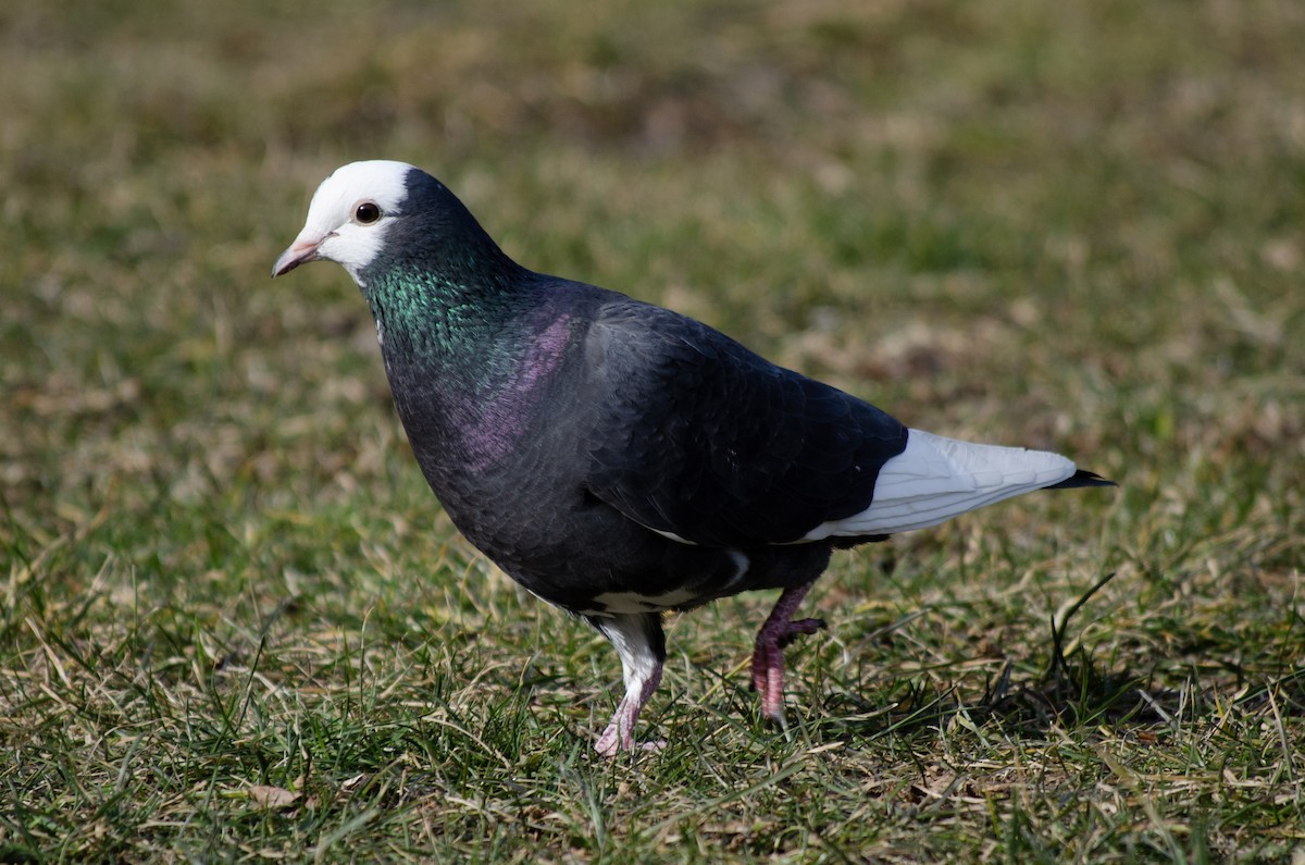 Rock Pigeon (Feral Pigeon) - ML141808371
