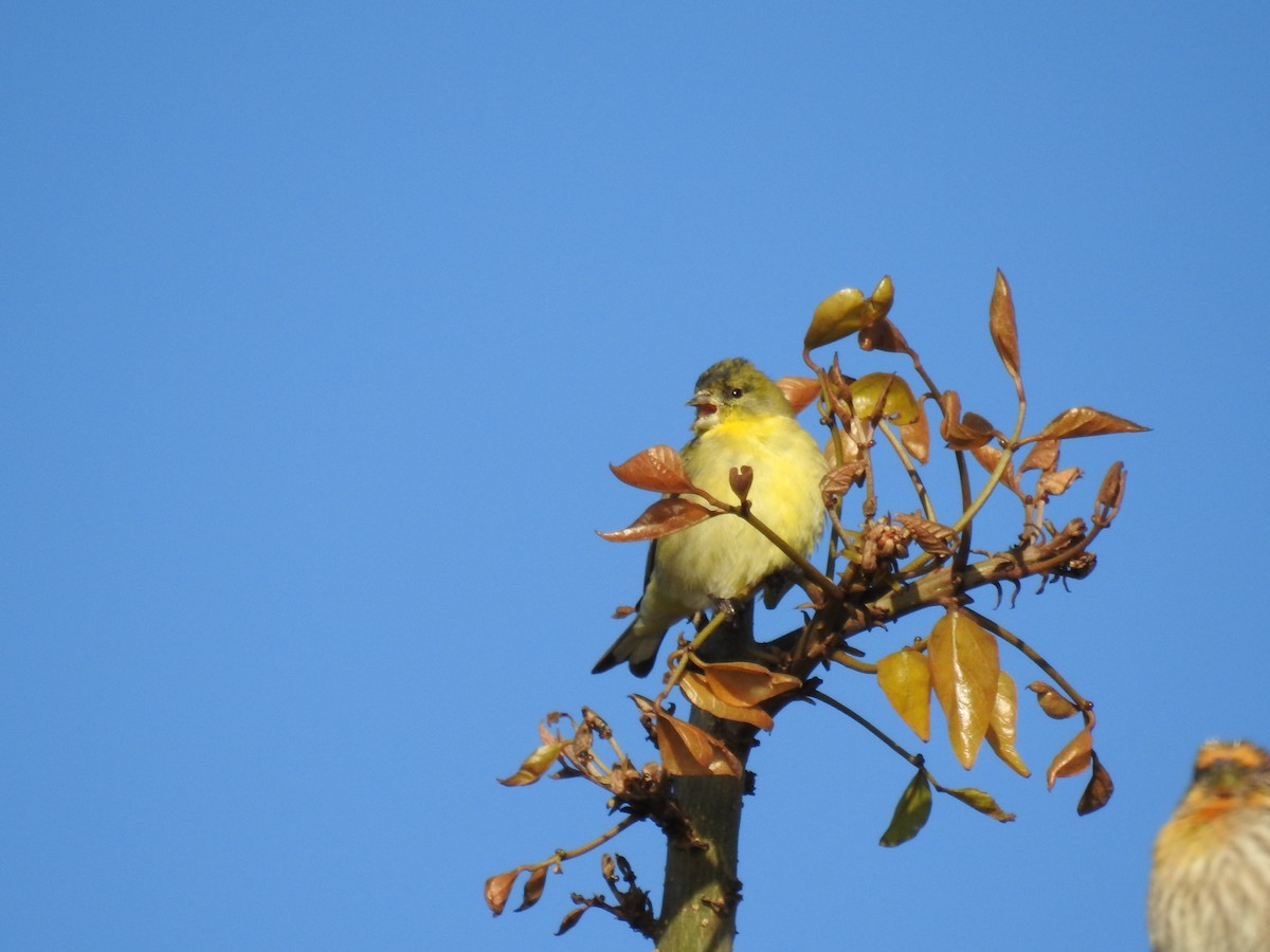 Lesser Goldfinch - James Maley