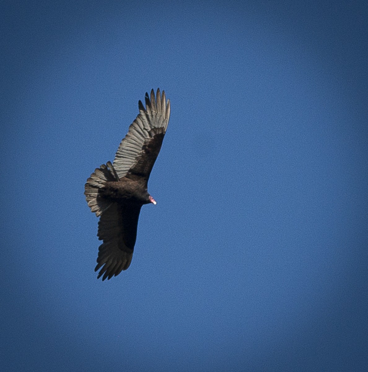 Turkey Vulture - ML141809111