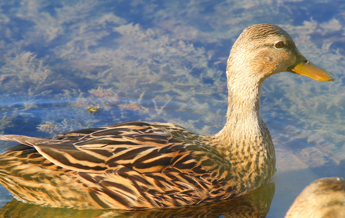 Mottled Duck (Florida) - Patrick Belardo