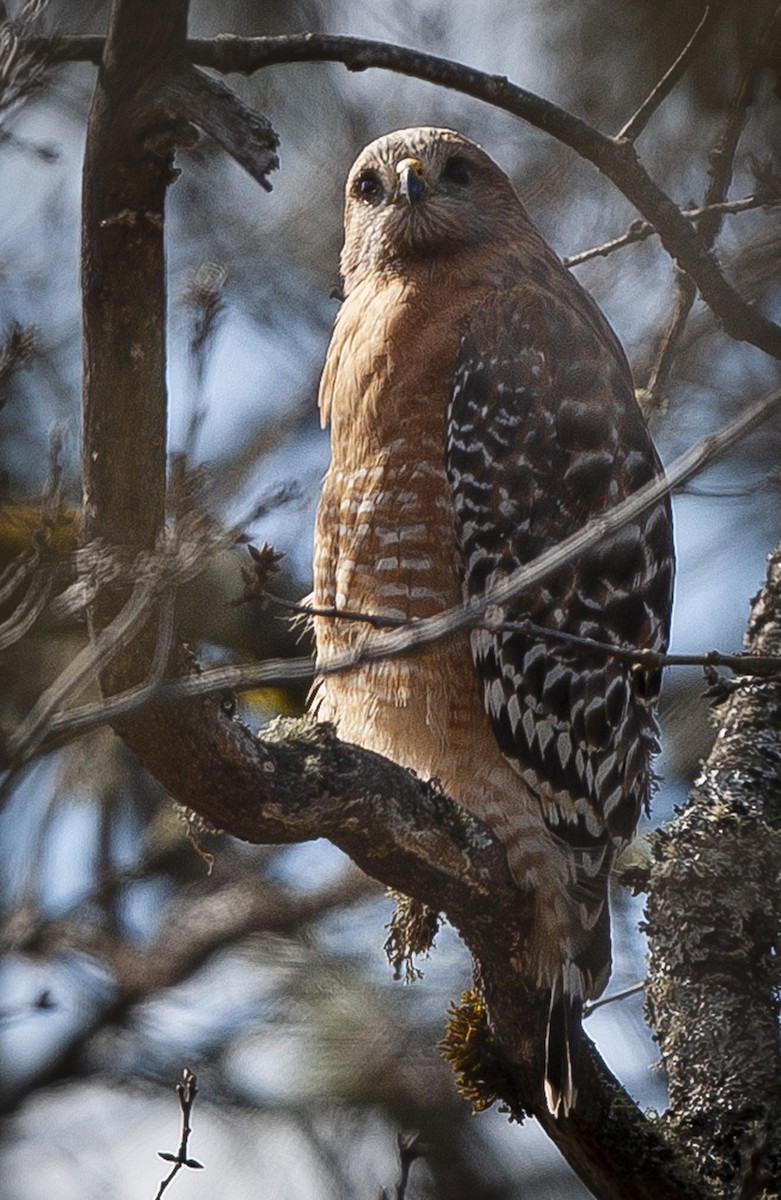 Red-shouldered Hawk - Cliff Peterson