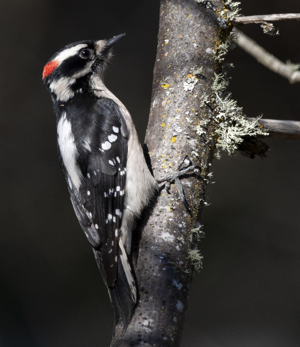 Downy Woodpecker - Cliff Peterson