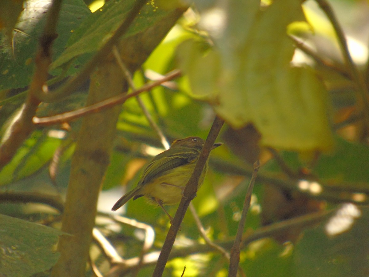 Scale-crested Pygmy-Tyrant - ML141810311